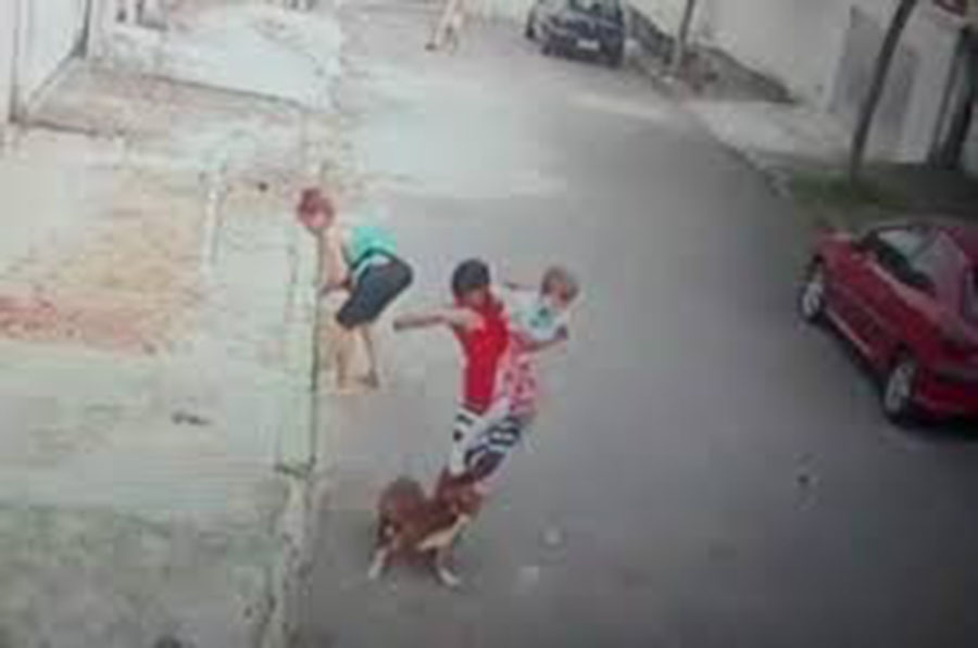 La angustiante lucha entre un joven y un pitbull para salvar a un niño