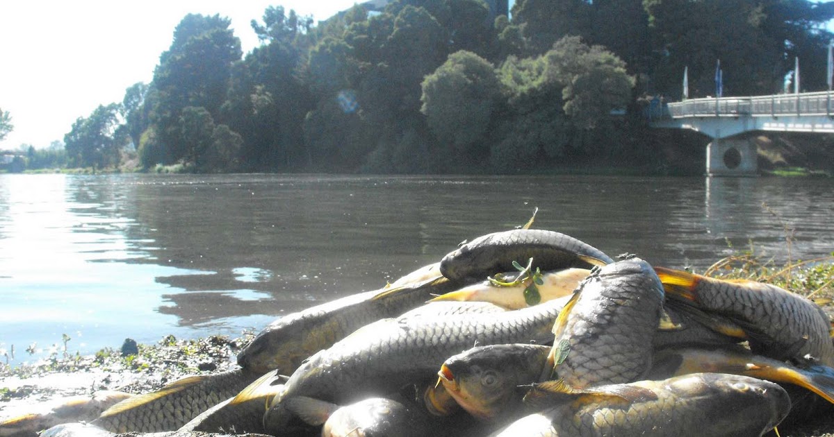 Hallan sales y peces muertos en la laguna Concepción.