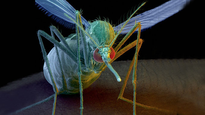 Aprueban plan para liberar 750 millones de mosquitos genéticamente modificados para matar al Dengue.