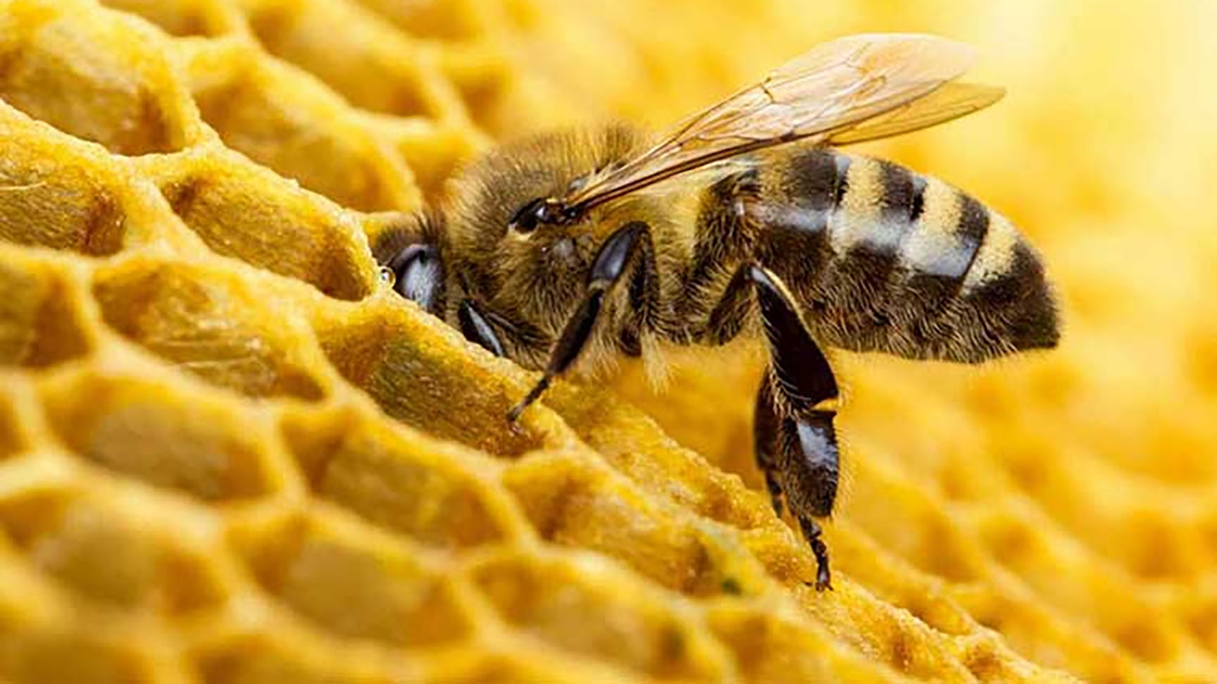 El veneno de las abejas puede ser clave contra el cáncer de mama