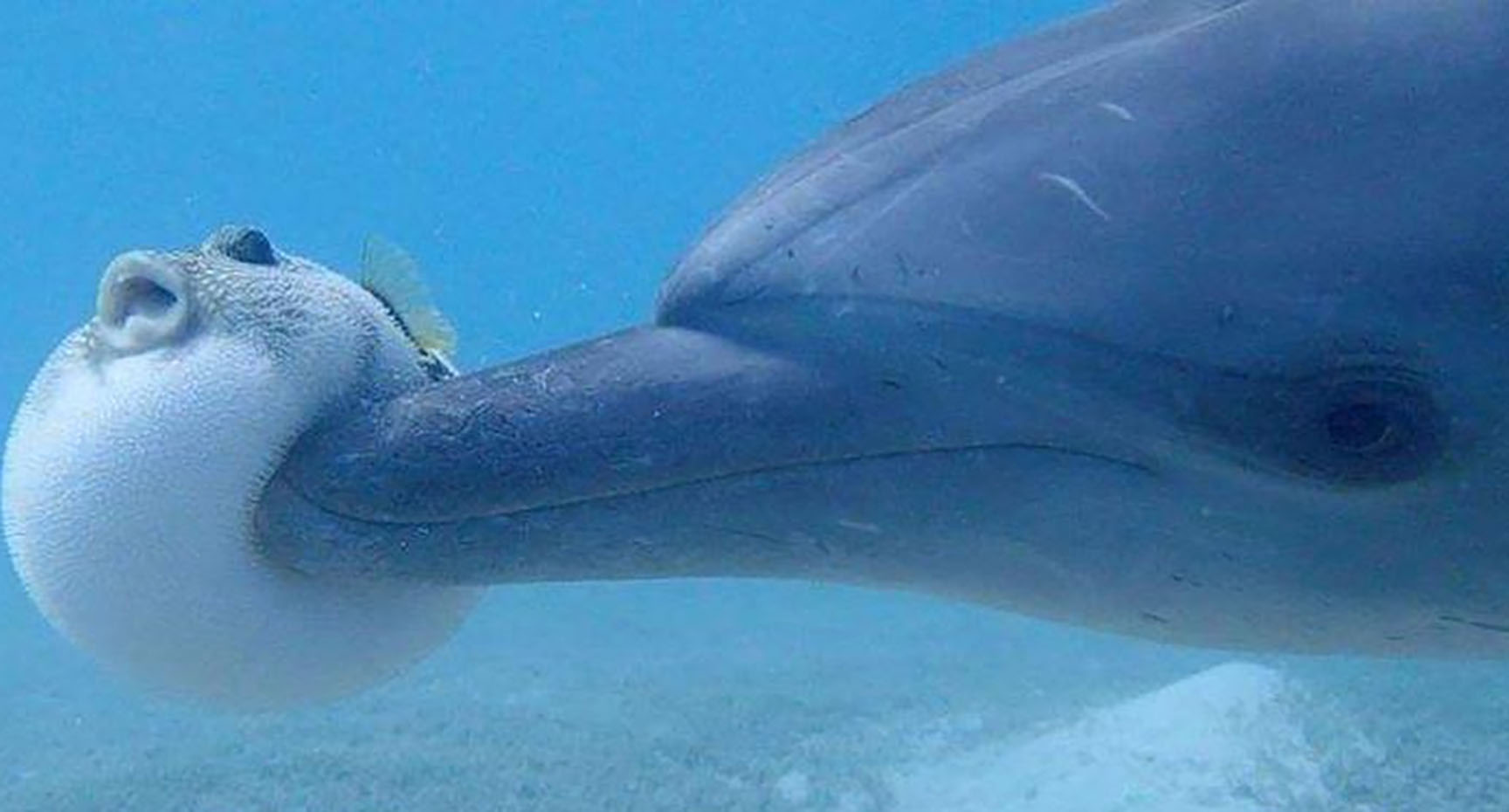 Delfines también se «drogan» con toxinas del pez globo