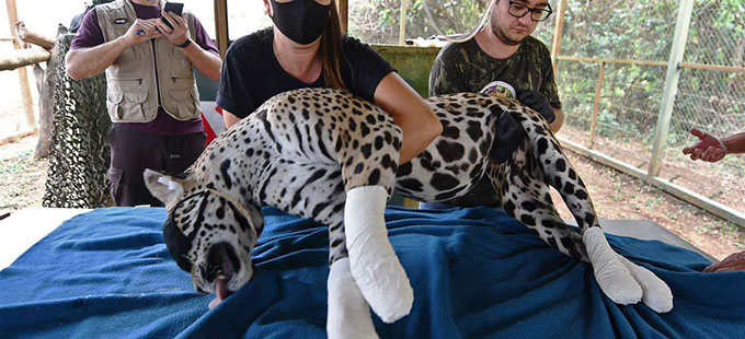 Amanaci, el jaguar herido por las llamas que no saben si podrá volver al Pantanal