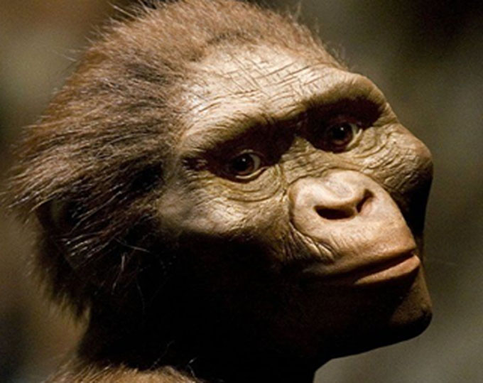 Lucy, el fósil que reescribió la historia de la evolución humana