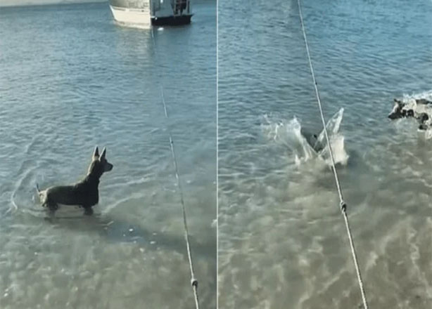 Perro se enfrenta a un tiburón en la playa resguardando a sus dueños.