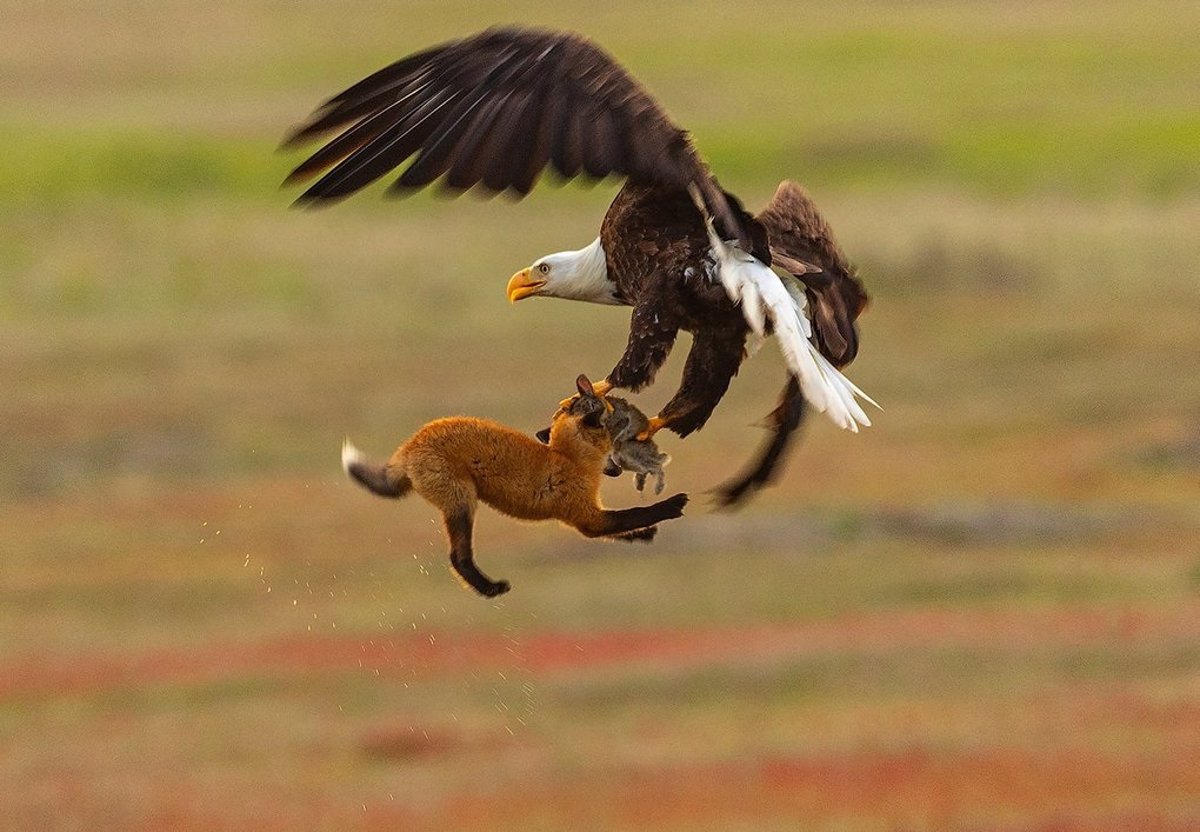 Un águila calva le roba la presa a un zorro y sale volando con ambos.
