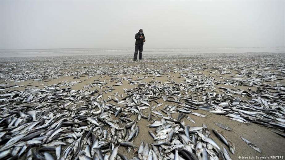 Miles de peces aparecen muertos en una playa del sur de Chile.