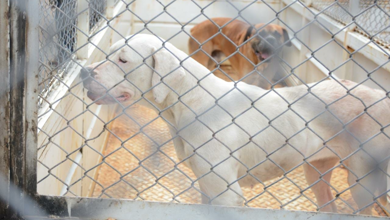 SEDES reporta incremento de casos de rabia canina en la zona sur