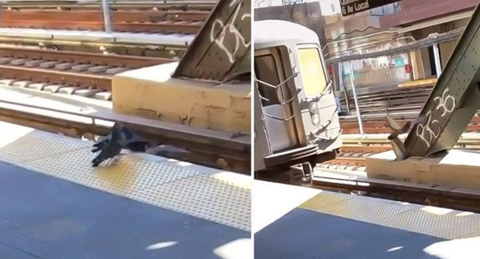 Dos palomas “asesinas” se hacen virales cuando las captan arrojando a otra a las vías de un tren.