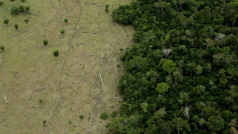 Deforestación de la Amazonía: cómo se venden ilegalmente terrenos de la selva en Brasil a través de Facebook