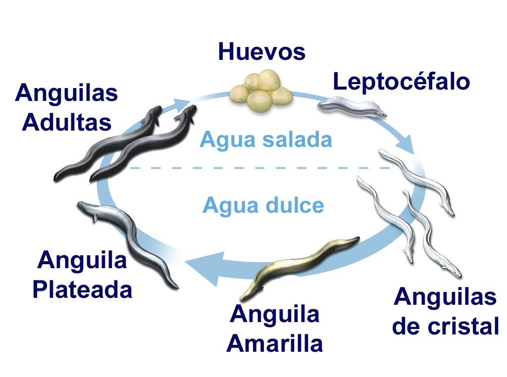 Ciclo de vida de las anguilas
