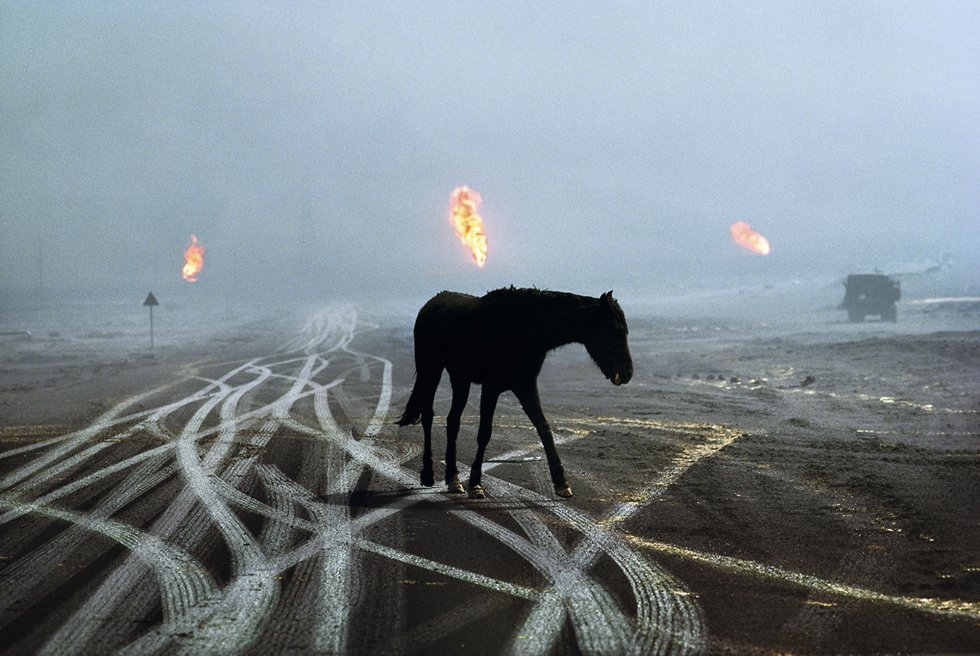 Caballo de carreras abandonado en un campo petrolífero arrasado en Kuwait durante la guerra del Golfo, en 1991.