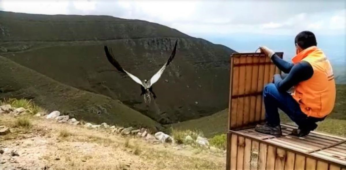 Liberan a Imaybé, el cóndor rescatado en Tarija, tras rehabilitación de casi 3 años