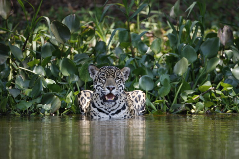 El jaguar es uno de los animales más importantes de la selva y regula la salud de este ecosistema. Foto: Patrick Meier.