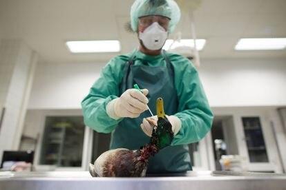 Una científica toma muestras de un pato silvestre en un laboratorio de Rostock (Alemania), tras un brote de H5N8 en 2014.