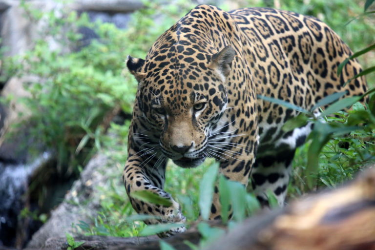 En Bolivia no se han registrado nuevas incautaciones de partes de jaguar desde enero del 2019. Esto significaría que las mafias han encontrado otras formas de tráfico. Foto: Unión Internacional para la Conservación de la Naturaleza de los Países Bajos (UICN NL).