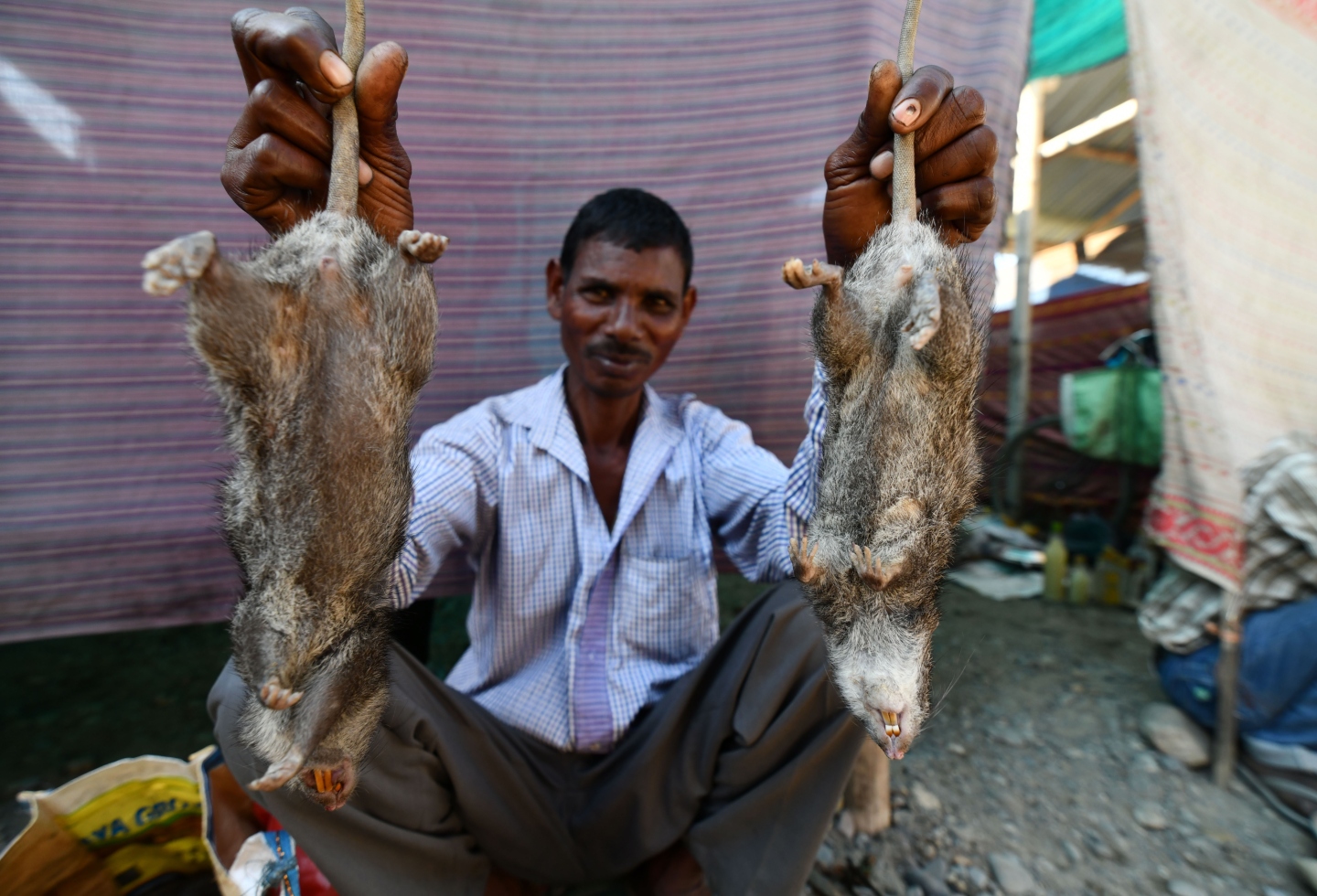 Imágenes] comidas extrañas y exóticas: la rata, manjar en India ...